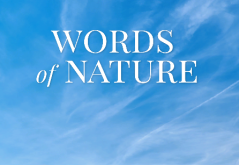 Words of Nature Game